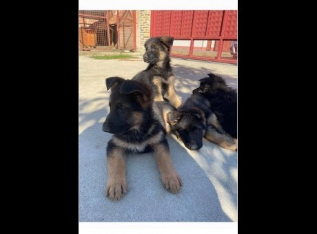 1  nemački ovčart1125.jpg